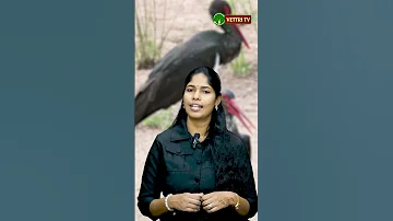 ப ம ப உணவ க க ம ந ர ய ன ப ல லர க க ம க ட ச Animals Music Food Sea Birds World 