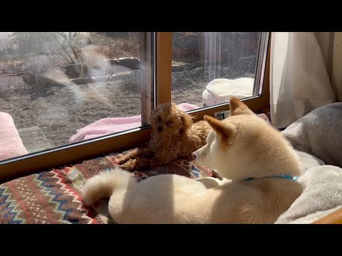 警戒心が強い柴犬とタイニープードルの超貴重な姿が見れました【多頭飼い】