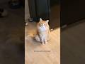 He got a little sassy at the end there  animals cat cute funny pets cats cutecat