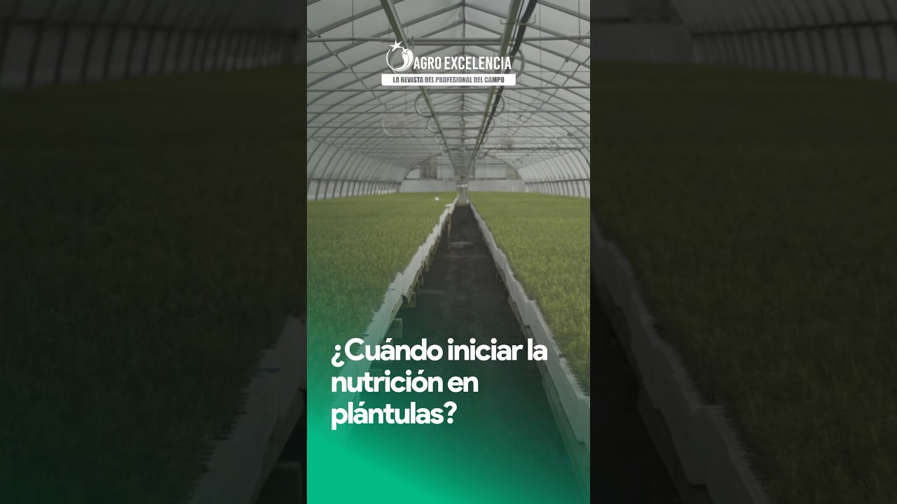 ¿Cuándo iniciar la nutrición en plántulas? 🌱🧐  