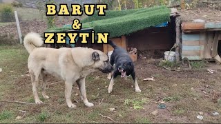 UZUN BİR ARADAN SONRA BARUT & ZEYTİN #kangal #türkçobanköpeği