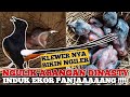 KLEWERNYA ITU LHO BIKIN NGILER #Part 1 || Penangkaran Burung Murai Batu