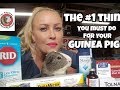 The #1 Thing You Must do for Your Guinea Pigs!