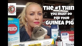 The #1 Thing You Must do for Your Guinea Pigs!