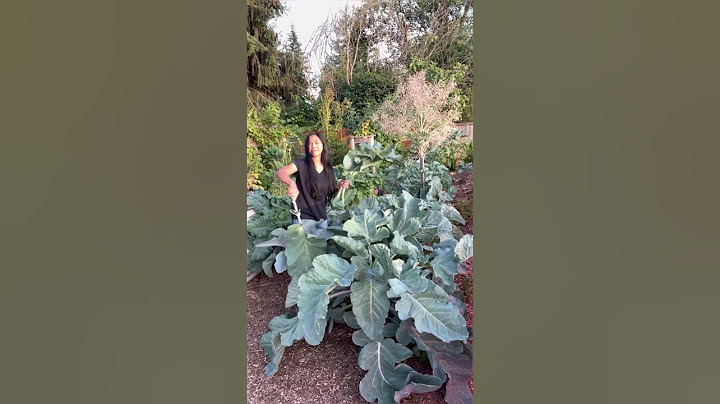 Thousandhead Kale #shorts