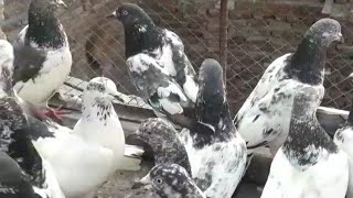 Rs450پروازی کبوتر فارسیل40