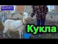 Купили козу!