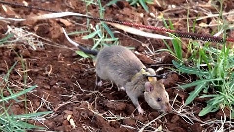 The giant rats sniffing out landmines in Tanzania