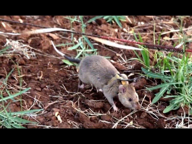 The giant rats sniffing out landmines in Tanzania