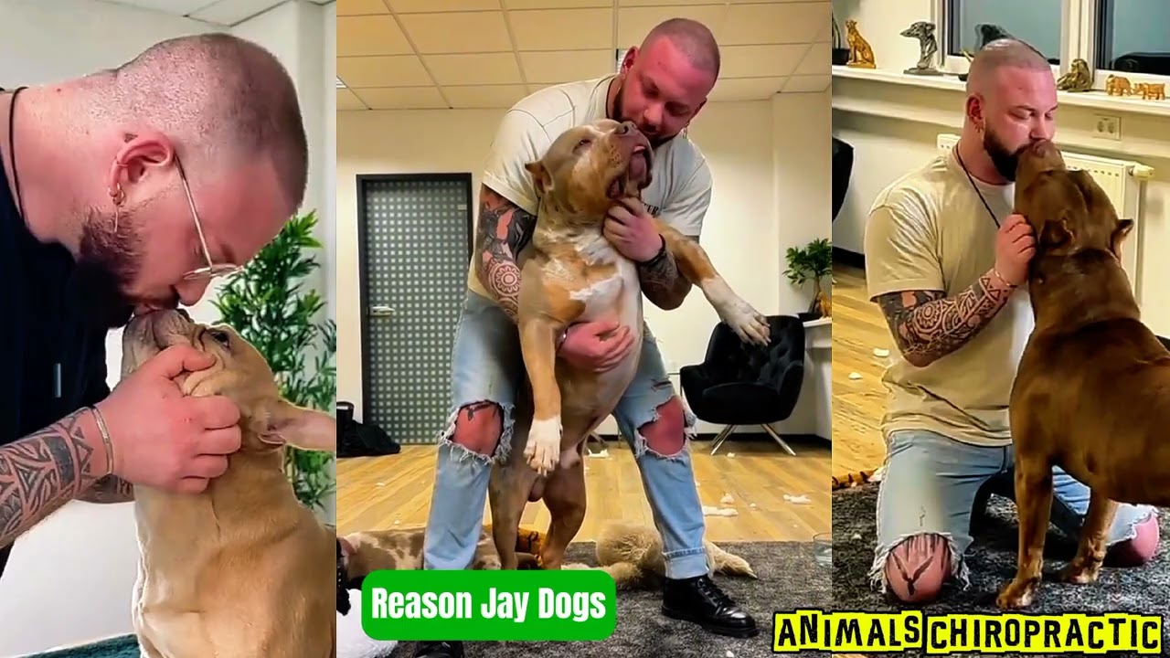 Dogs With Back Pain See Chiropractor | Animals Chiropractor