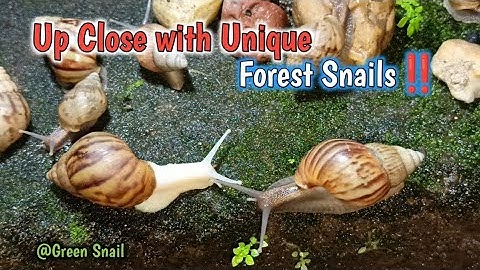 Nocturnal Snails, A Close-up Look at Snail Colonies at Night #SnailsAtNight #SnailColony