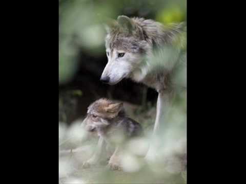 Robbie Robertson Peyote Healing (Native American)