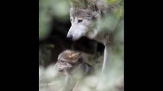 Robbie Robertson Peyote Healing (Native American) chords