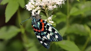 サツマニシキ薩摩錦&フジバカマ藤袴Eupatorium japonicum - YouTube