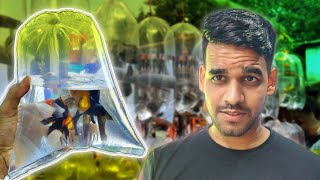 Unexpected Shopping Ho Gaya in Aquarium Fish Pet Market ! by AQUATIC MEDIA 97,967 views 5 months ago 12 minutes, 1 second