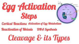 Oocyte Activation I Egg Surface Changes I Cleavage I Holoblastic I Meroblastic