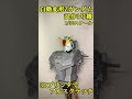 自動変形Zガンダム試作1号機　Auto Transform Z GUNDAM　#Shorts