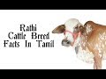 Rathi Cattle Breed Facts in Tamil | Namma Naattu Maadugal | Mumbai | Tamizhar