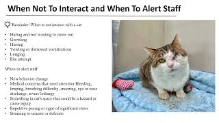 Cat behavior and handling part 2 challenging behaviors