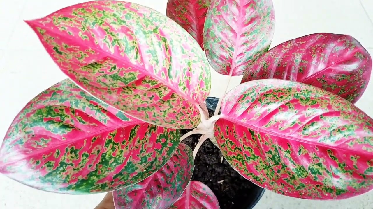 UPDATE TERBARU PERKEMBANGAN TANAMAN AGLAONEMA SUPER RED STARDUST MAKIN SUBUR SEHAT MEWAH
