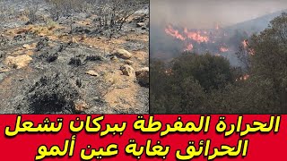 الحرارة المفرطة ببركان تشعل الحرائق بغابة عين ألمو - حرائق الغابات بالمغرب - اخبار المغرب