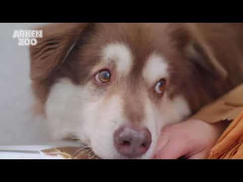 Video: Skulle Du Låta En Dator Rekommendera Droger För Ditt Husdjur - Webbplatser Automatiserar Recept För Husdjur