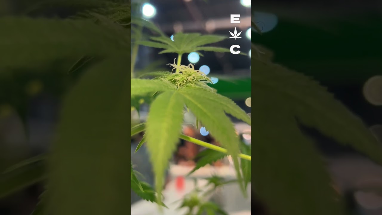 Se viene la Expo Cannabis 2025