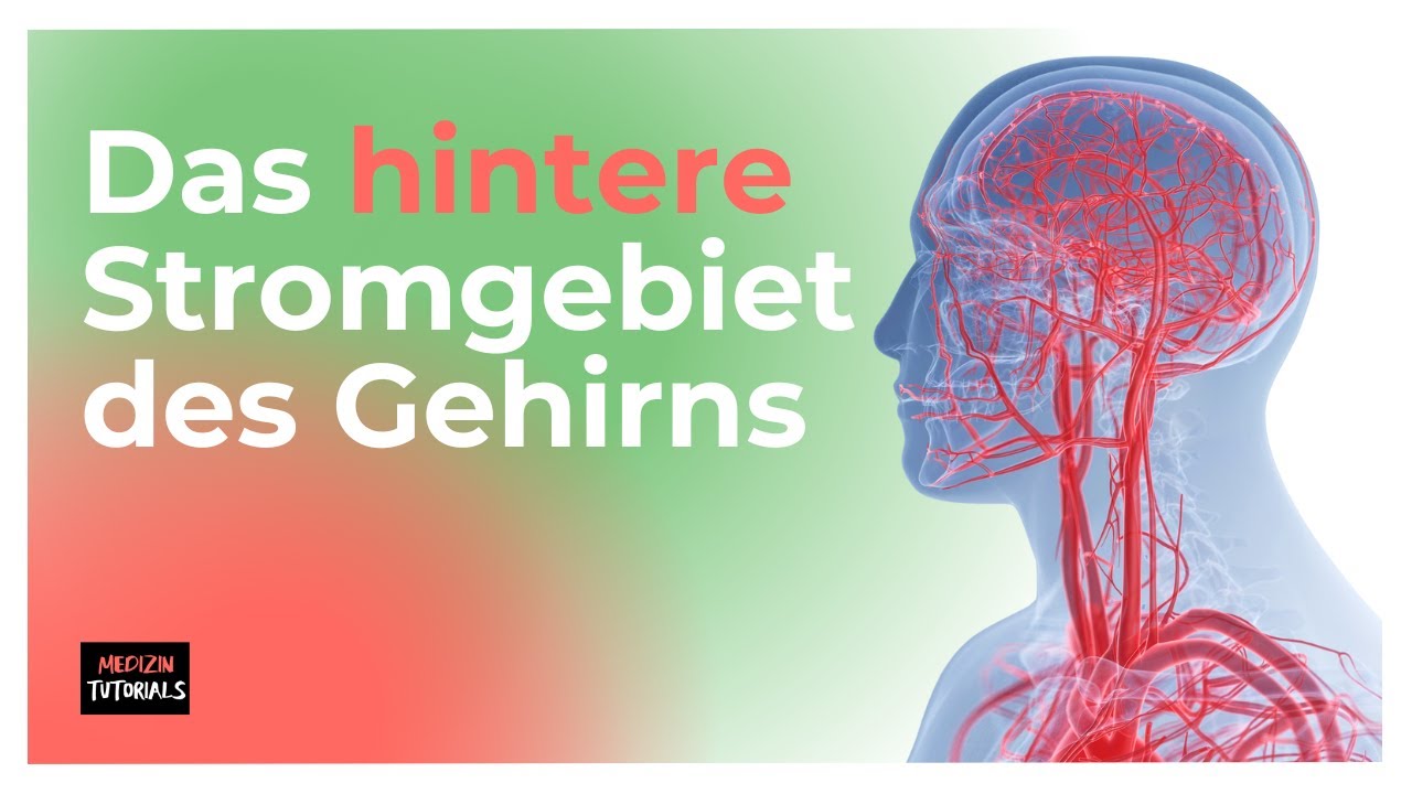 Neuroanatomie: Blutversorgung des Gehirns – hinteres St… — Transcript