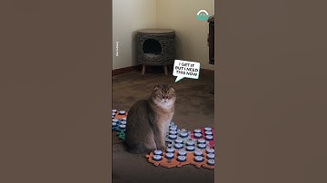 Demanding Kitty Speaks for Treatos || ViralHog