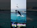 ラビーちゃんのスカイロケット美しすぎる～🥰 #Shorts #鴨川シーワールド #kamogawaseaworld #killerwhale #orca #シャチパフォーマンス