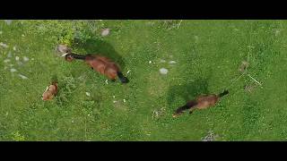 ARMENIA: Breathtaking Drone Footage and Marvelous Nature (անօդաչու նկարահանումները Հայաստանում)