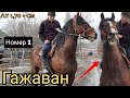 ГАЖАВАН номер I 🔥 АРГЫМАКТЫ КӨРГҮЛӨ 👍 КУРШАБДА САТЫЛАТ