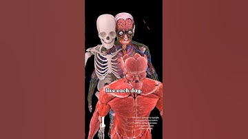 All Human Body Systems | Male Anatomy ♂️✨