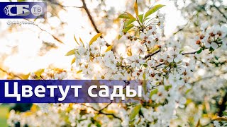 Посмотрите, как красиво цветут фруктовые сады | Где погулять в Минске | Весна в Беларуси