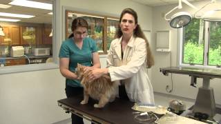 How to Give Subcutaneous Fluids
