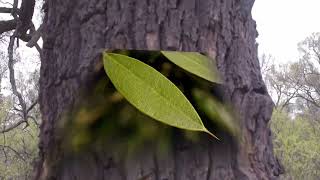 Chancani Reserva Natural