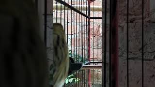 Download Lagu KENARI malas bunyi, Terapi untuk kenari masteran canary #canarysingtraining #kanareyka #canário MP3