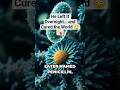 The Accident That Changed Medicine Forever