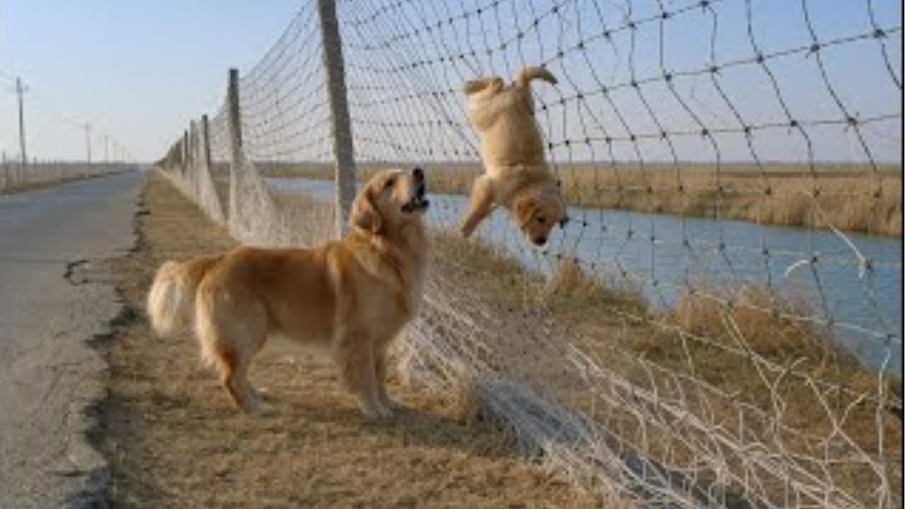 Собака-мать просит о помощи, чтобы спасти своего щенка – ретривер, застрявший в заборе, нуждается...