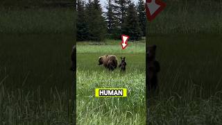 This baby bear cub is waving to tourists like a human! #shorts #animals #funnyanimals