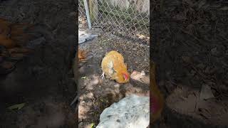 Goldie is very happy. #bufforpington #goldie #dustbath #chickensaspets #chickensofyoutube #chickens