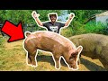 Backyard Farm GIANT PET PIG Catch Clean Cook!!! (RIP)