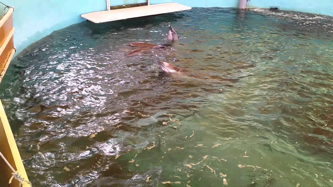 Angel the dolphin at the Taiji Whale Museum 09-5-2015