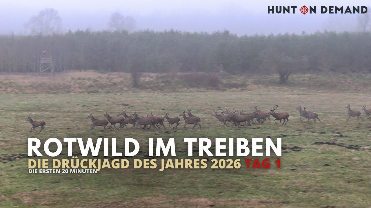 🦌🦌 Großes Rotwildrudel im Treiben 🦌🦌  Die Drückjagd des Jahres 2026 Tag 1 🐗🐗  20 Minuten Ausschnitt