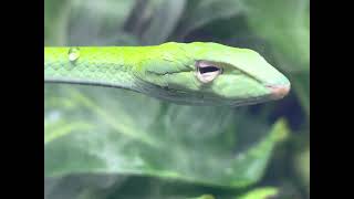 Bioactive Asian Vine Snake Vivarium