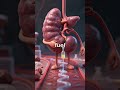 What Caffeine Does in Just Minutes #humanbody #science #3danatomy
