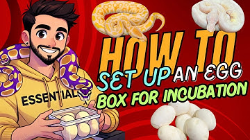HOW TO SET UP YOUR BALL PYTHON EGGS!
