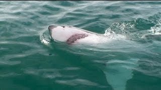 Avustralya'da katil köpek balığı avı