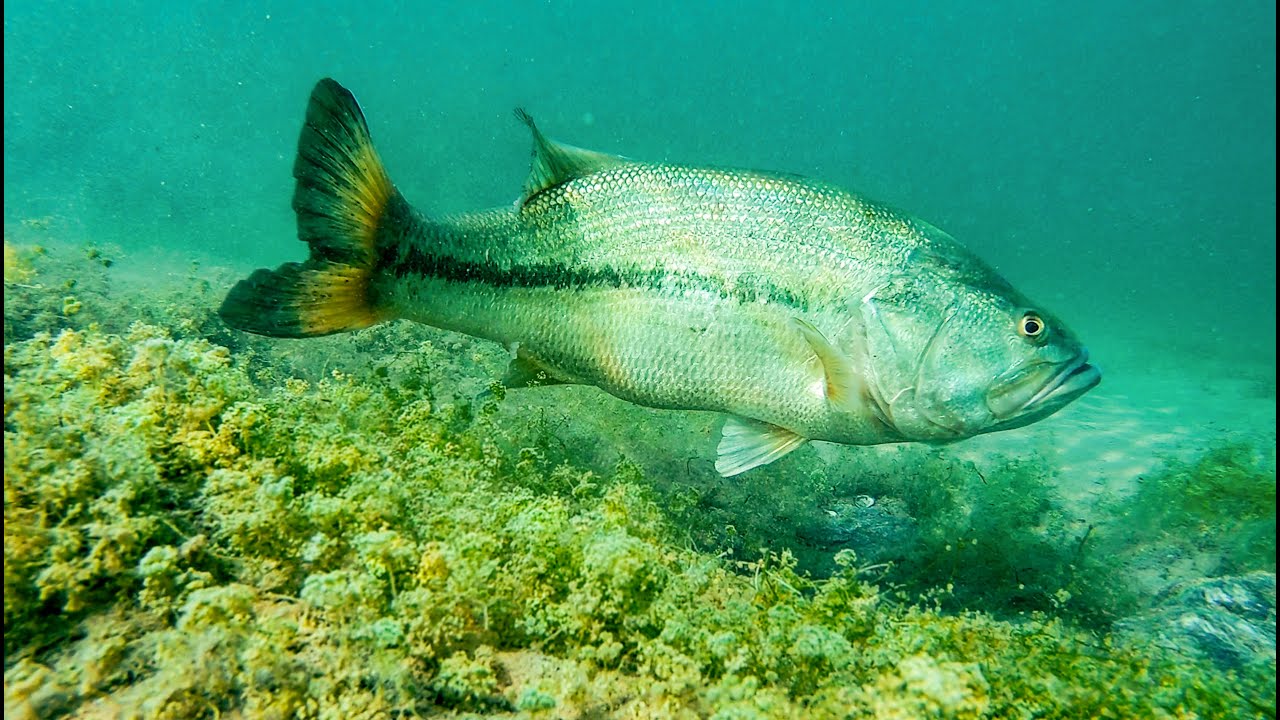 How to fish a plastic worm plus a giant Bass 