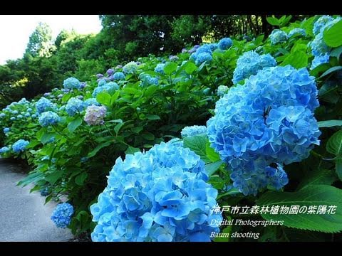 Hydrangea Flowers 神戸市立森林植物園のあじさいの花 Nikon D3s Eizosuisen Youtube